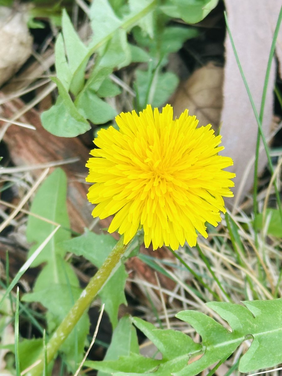 The Enchanted Farm tweet media