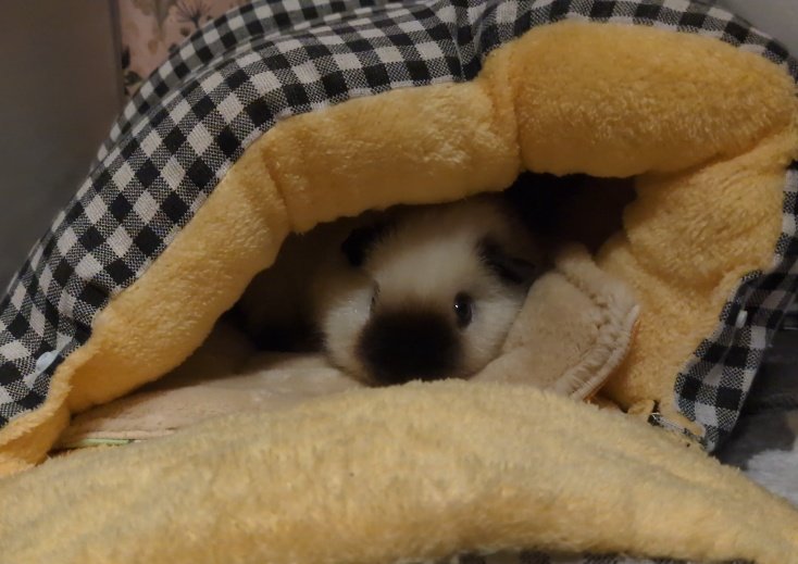 ann(ﾓﾙﾓﾙ) tweet media