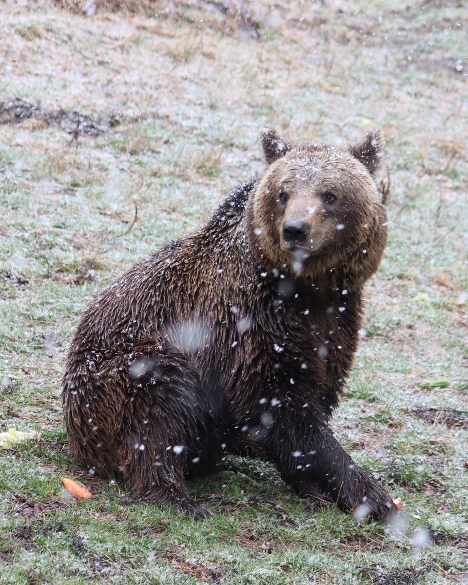 BEAR SANCTUARY Belitsa tweet media