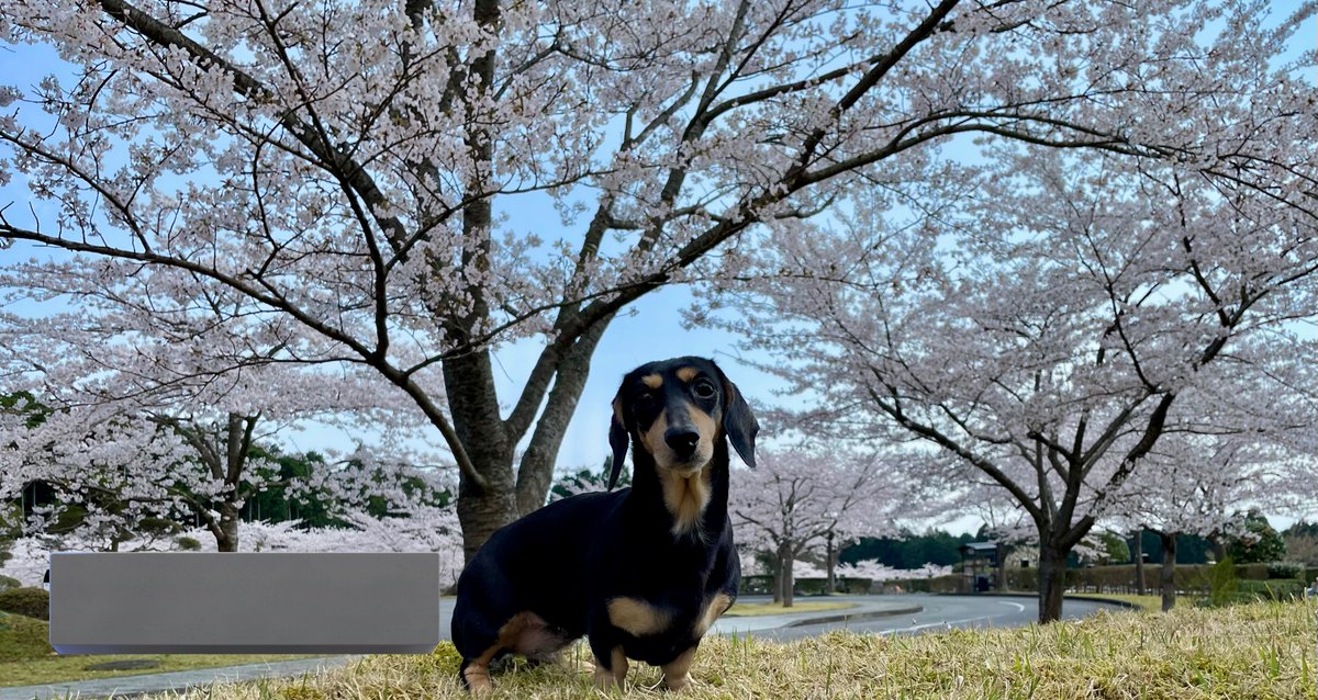 Alice_Chocolat tweet media