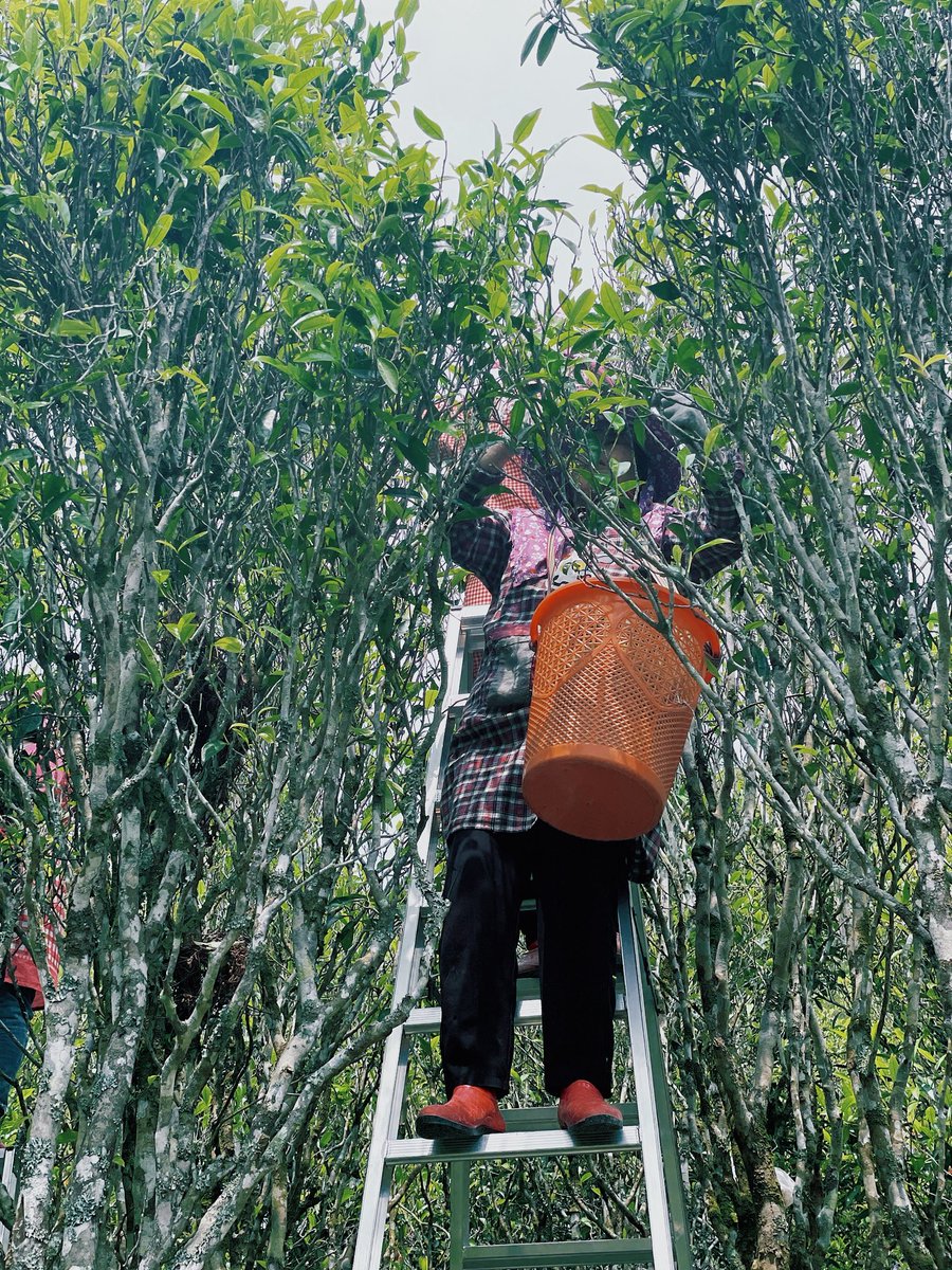 俊采星馳 tweet media