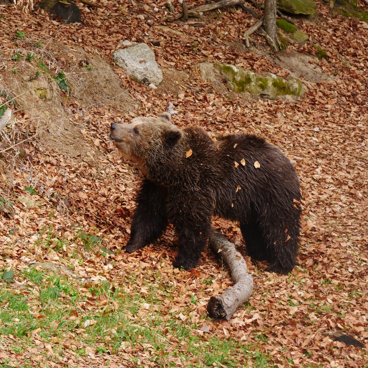 FOUR PAWS International tweet media