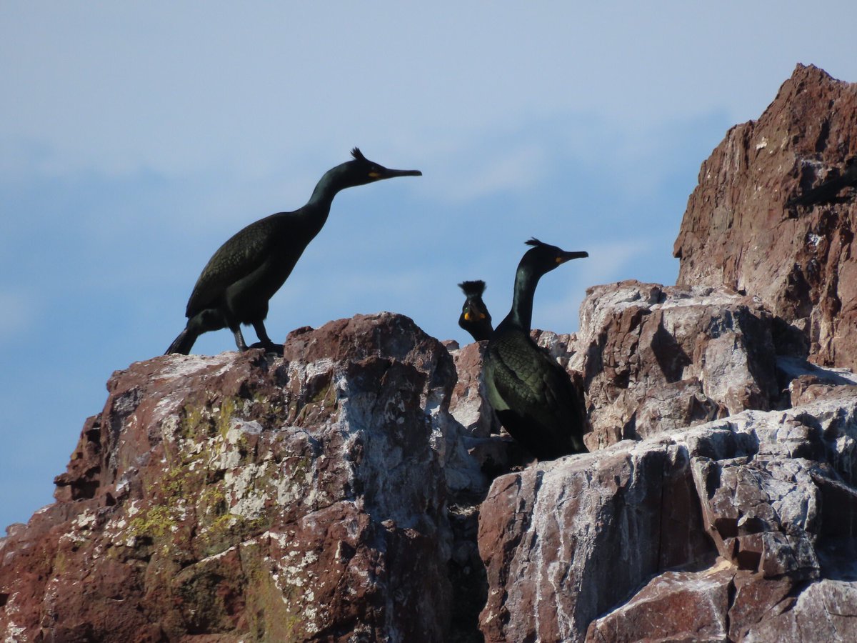 FayStanton00's tweet photo. Lovely to see nesting Kittiwakes and Shags at Dunbar Harbour in the sunshine. https://t.co/xxuubKhRCX