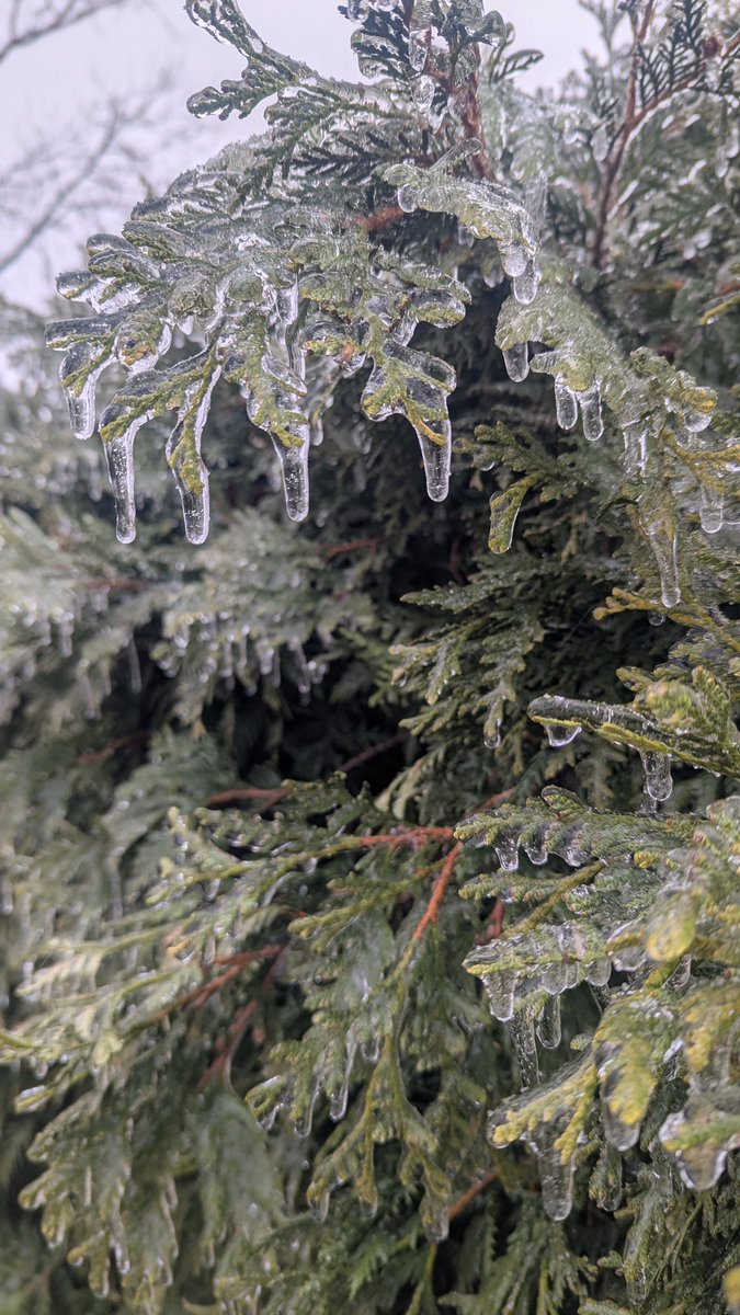 Sarahnlwx's tweet image. Some of the scenes of the ice covering some elevated surfaces (trees, mailboxes etc) in Eau Claire this morning. Measured about 1/8" of ice in a few spots at my place🙂 #wiwx #icestorm @NWSTwinCities
