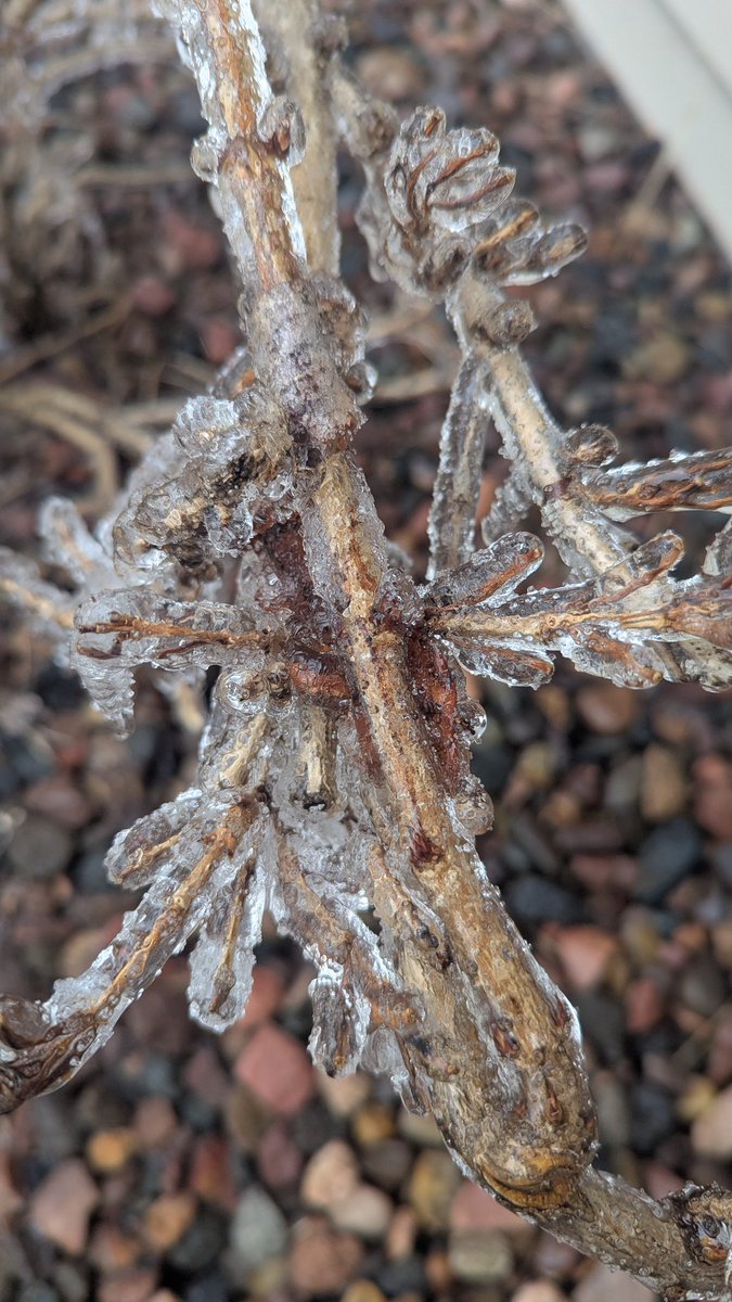 Sarahnlwx's tweet image. Some of the scenes of the ice covering some elevated surfaces (trees, mailboxes etc) in Eau Claire this morning. Measured about 1/8" of ice in a few spots at my place🙂 #wiwx #icestorm @NWSTwinCities
