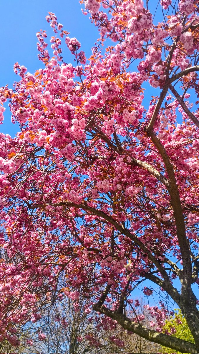 JFJ (JackFromJersey) tweet media