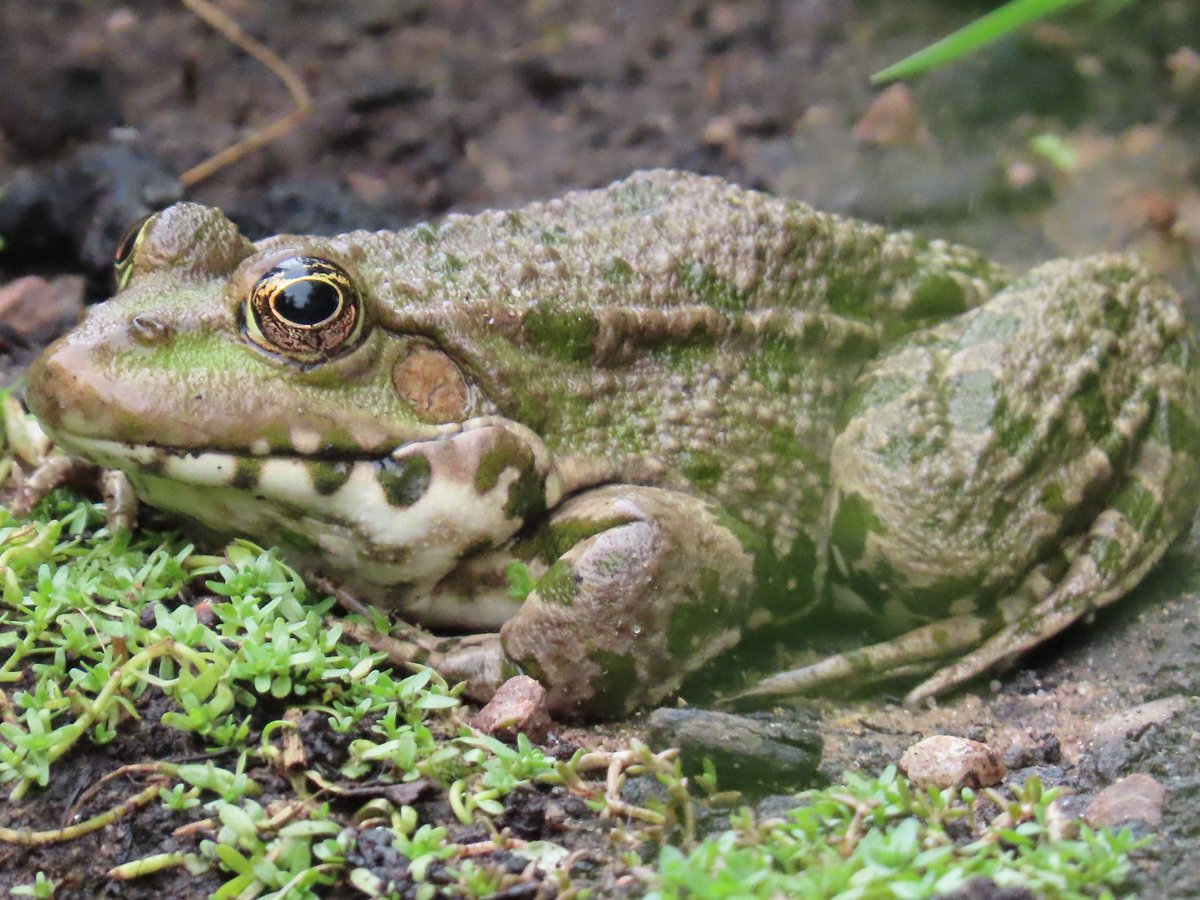 Urbanponds101 tweet media