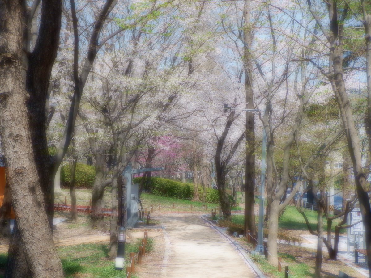 벚꽃길 걷기

뽀샤시~~