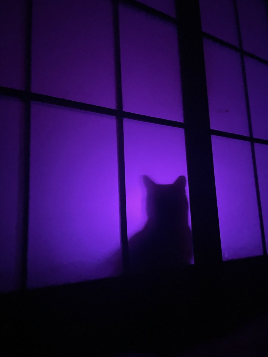 おにぎり猫 tweet media