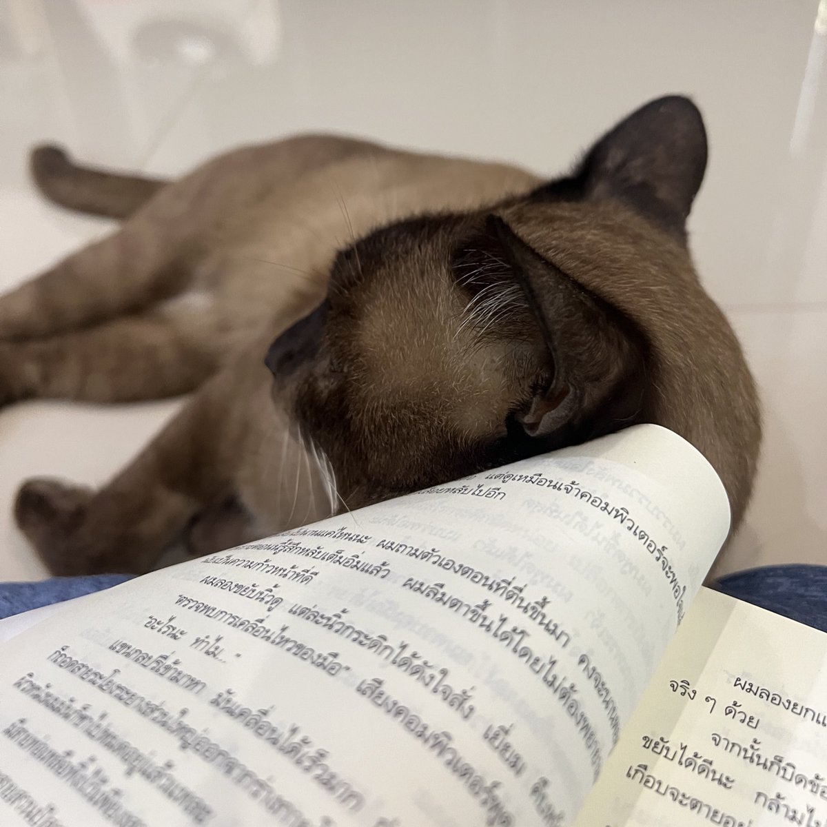 เมกอะวิช_inthezone tweet media