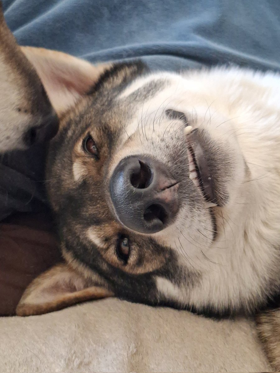 🇨🇭🌲Eric, CEO of the Swiss🌲🇨🇭 tweet media