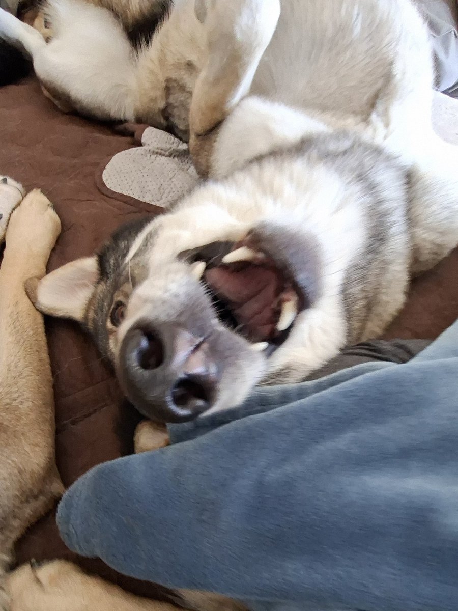 🇨🇭🌲Eric, CEO of the Swiss🌲🇨🇭 tweet media