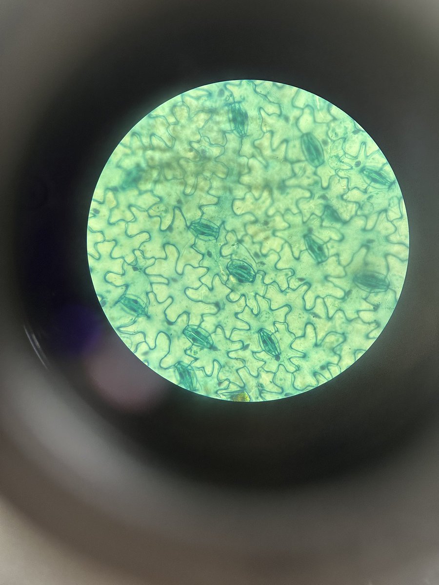 توتِ فرنگی tweet media