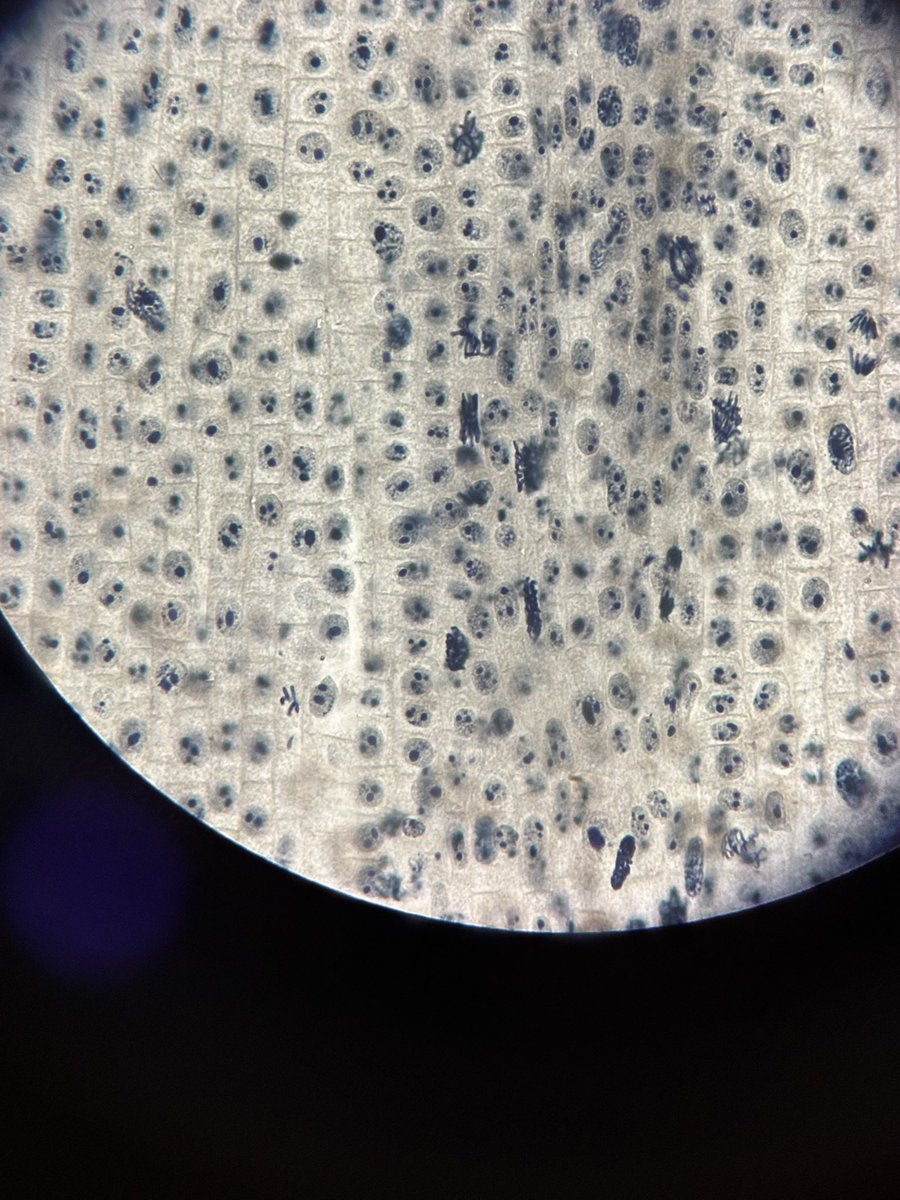 توتِ فرنگی tweet media