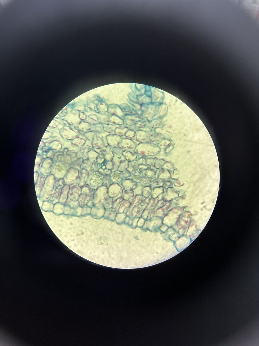 توتِ فرنگی tweet media