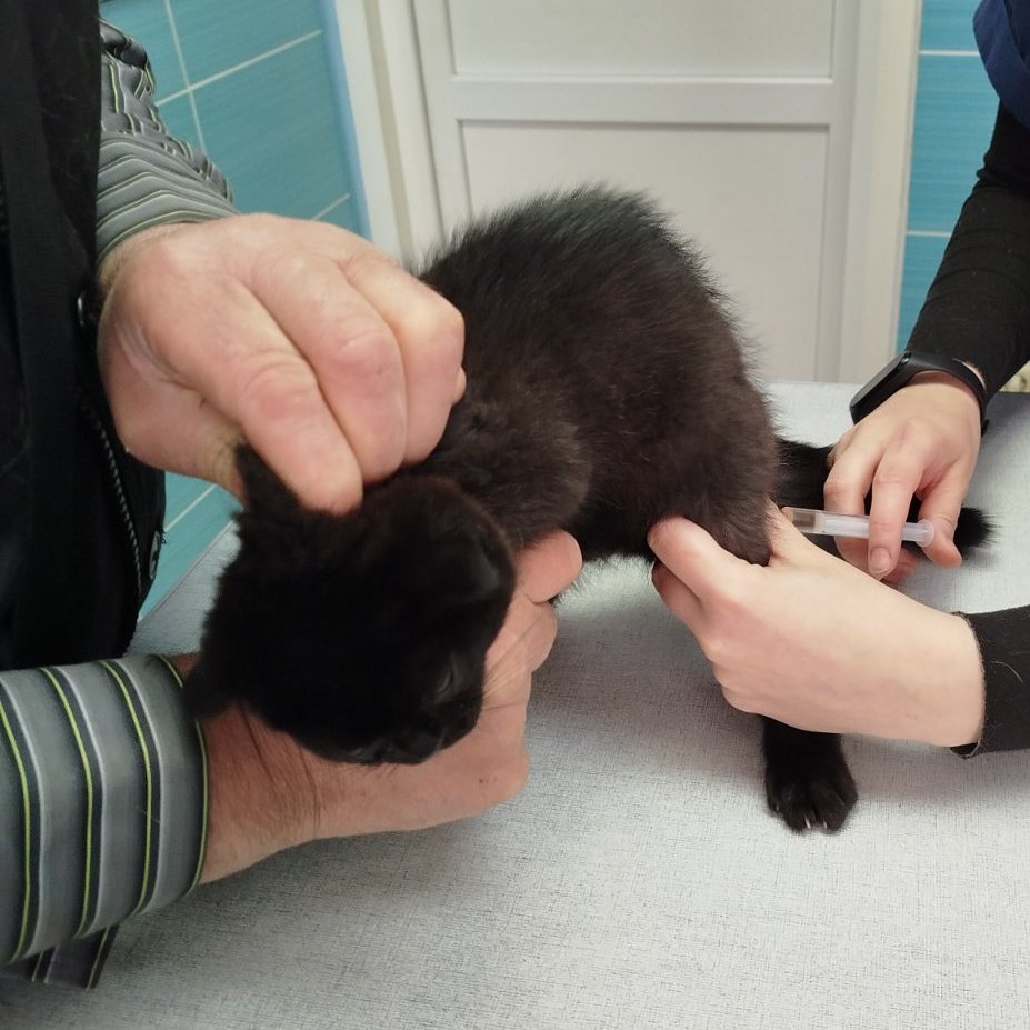 Кот Шурик из Беловежской пущи и его большая семья tweet media