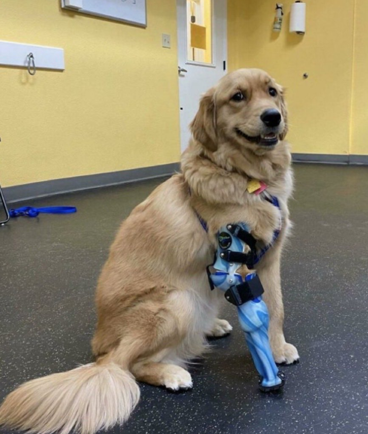 Best in Dogs tweet media