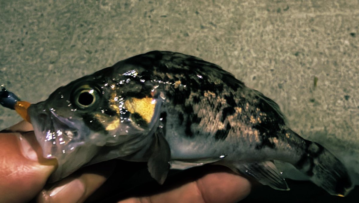 松永 啓 tweet media