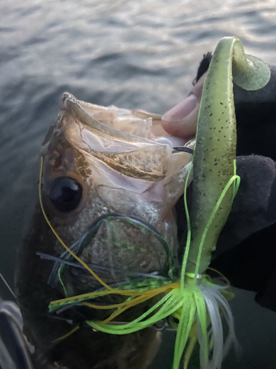 ドボンチ tweet media