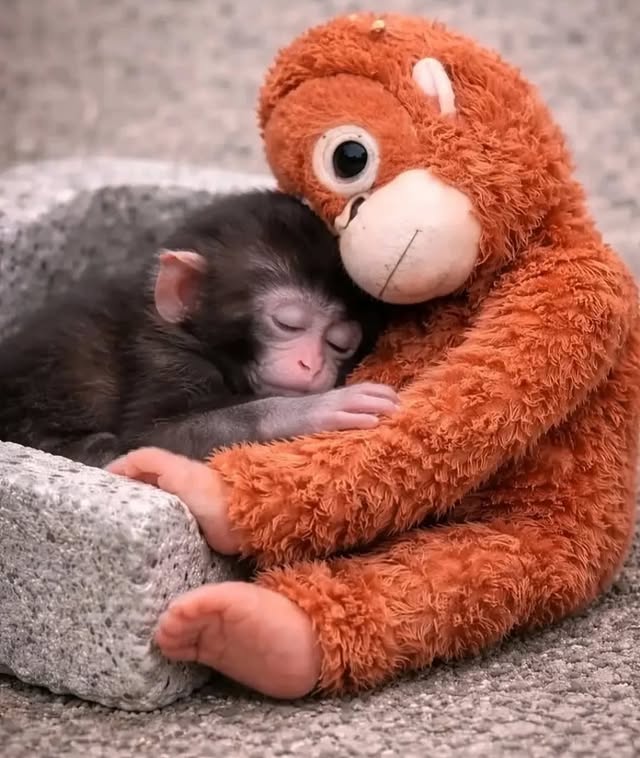 Human Owned by Cat 😺 tweet media