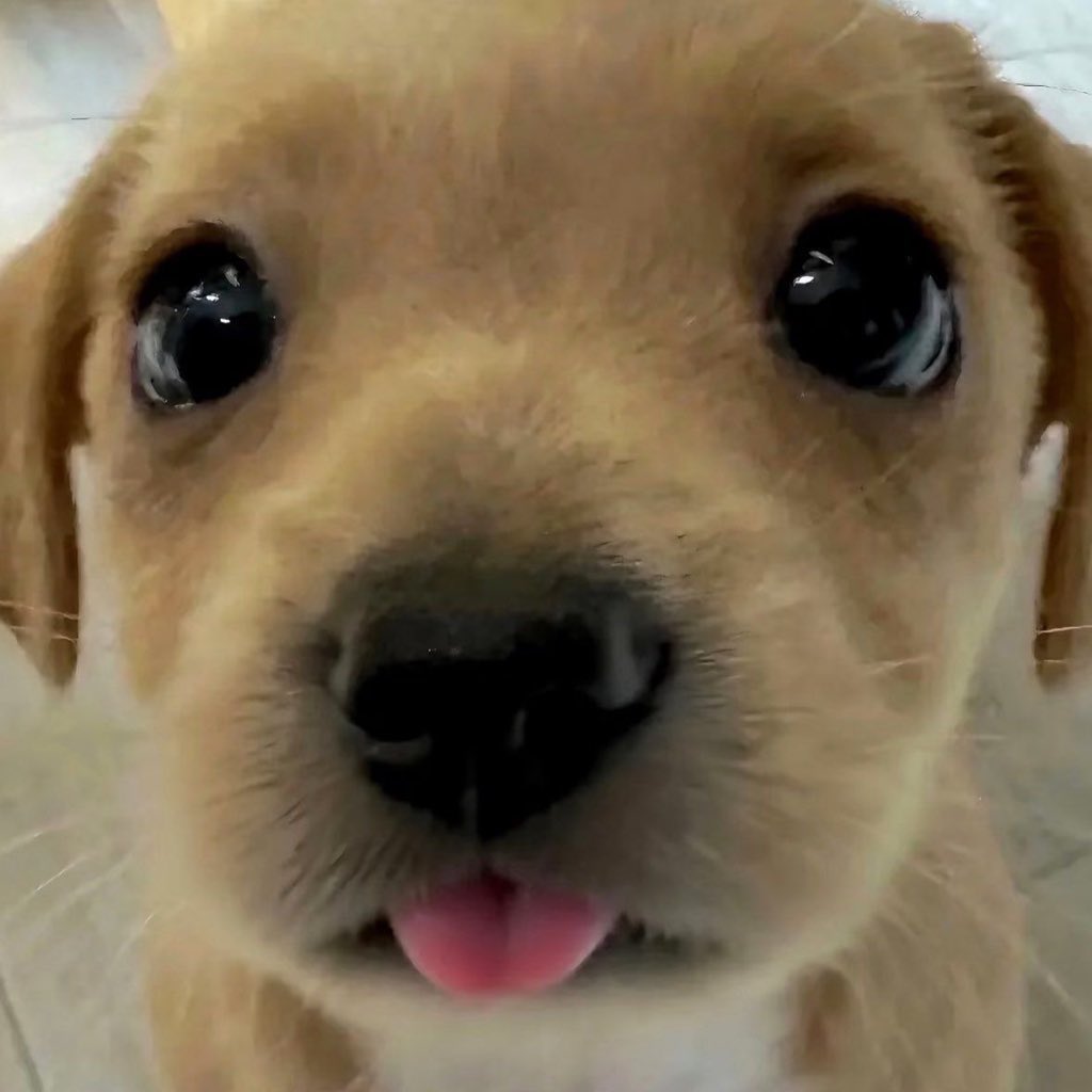 moon 🐾 tweet media