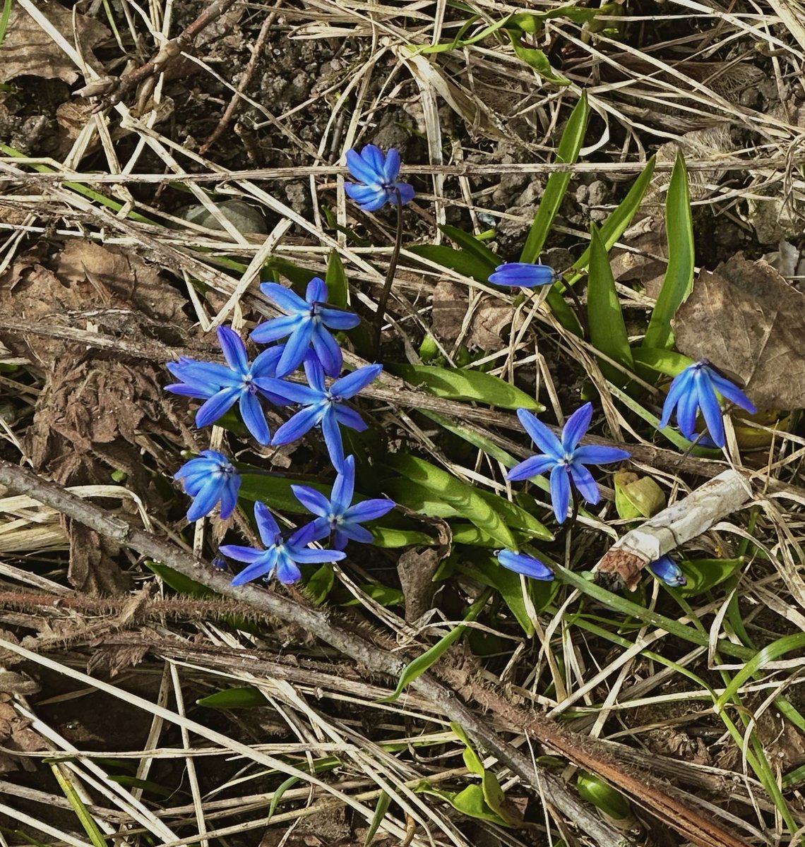 Vvredina tweet media