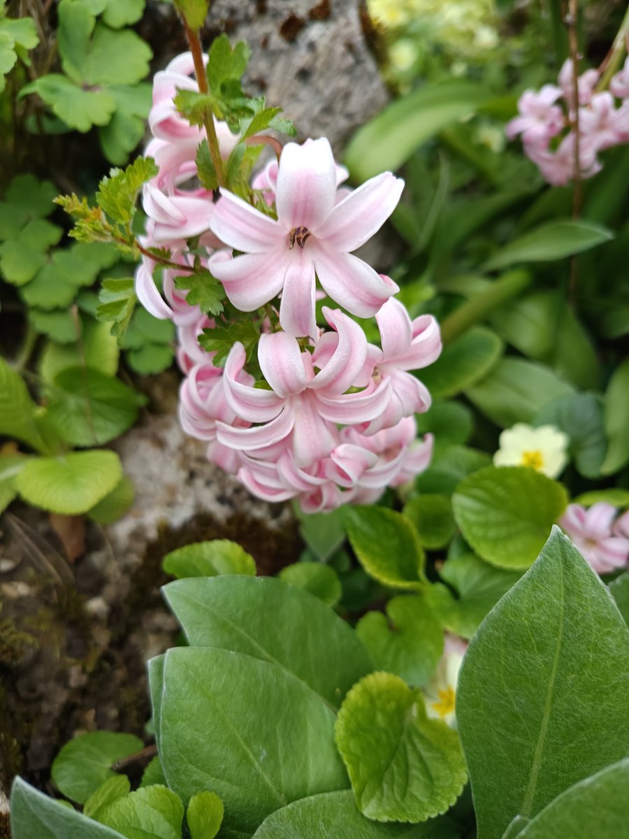 Didi D. 🌈 📚 🌳 🇺🇦 tweet media