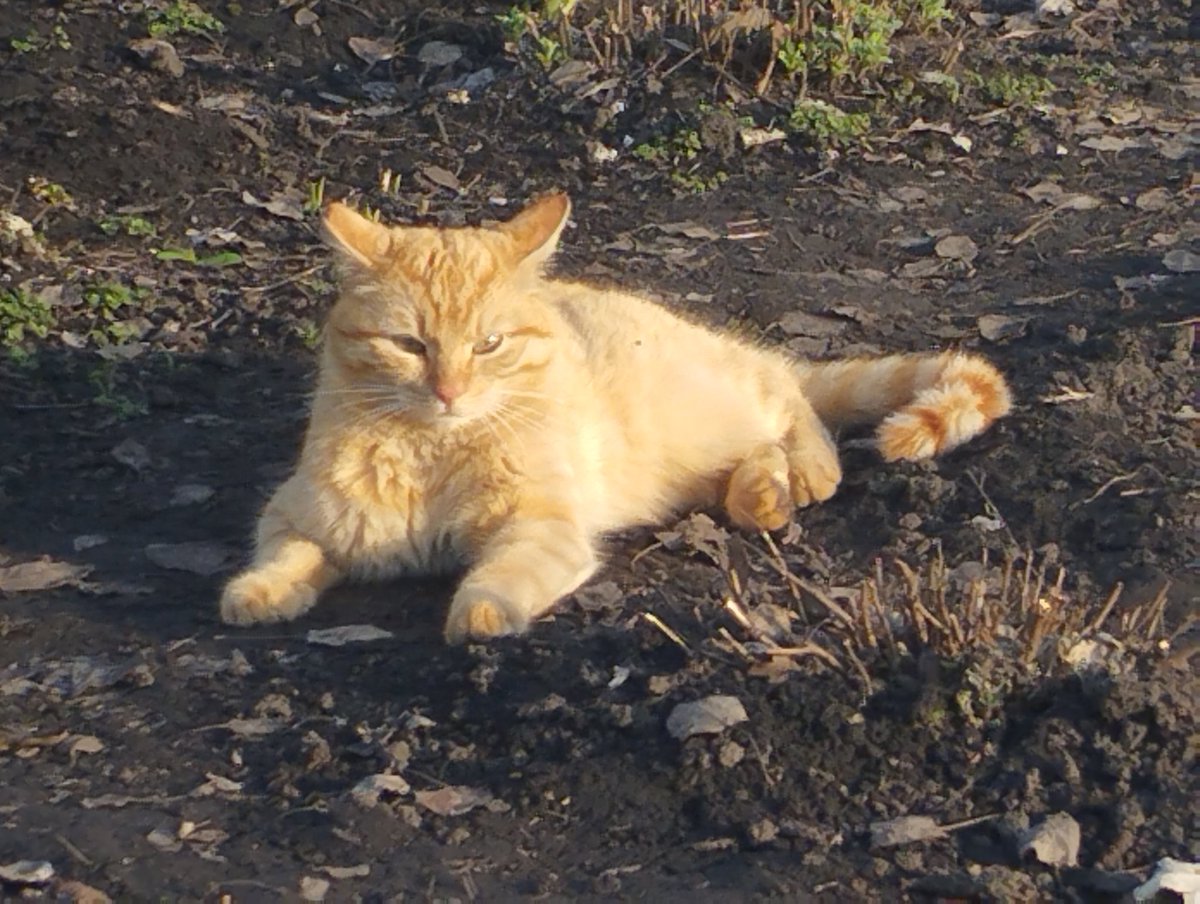 Акамі tweet media