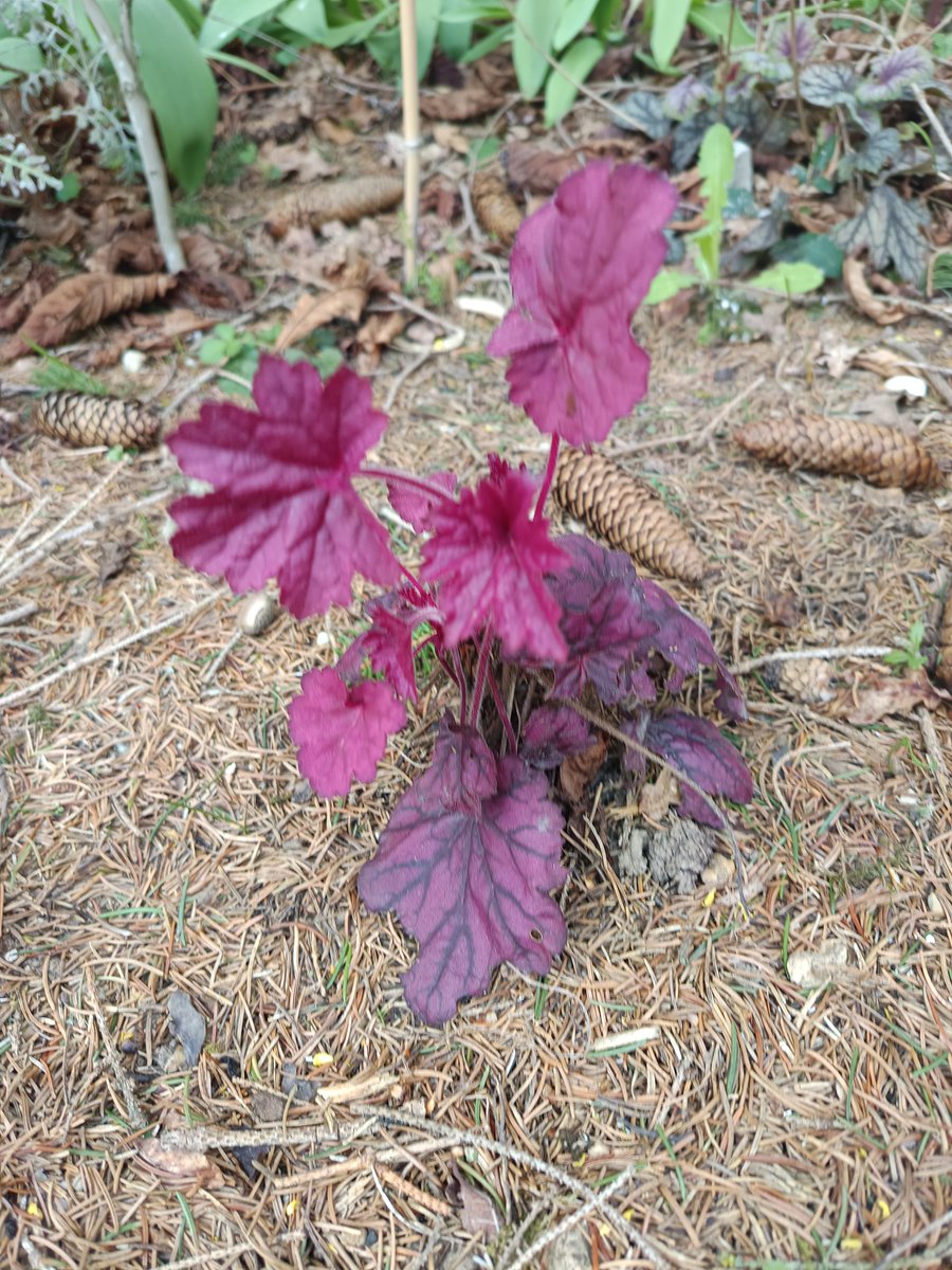 Didi D. 🌈 📚 🌳 🇺🇦 tweet media