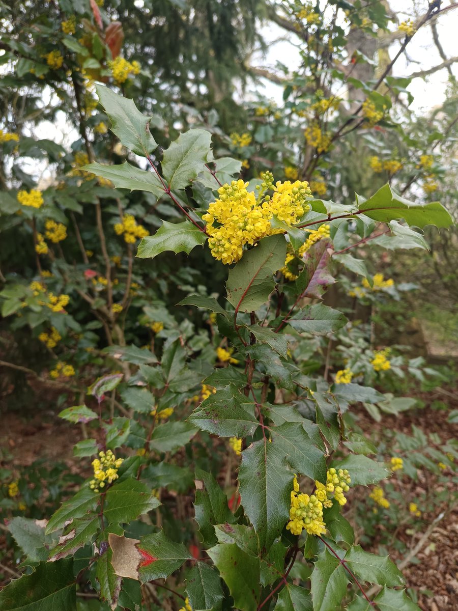 Didi D. 🌈 📚 🌳 🇺🇦 tweet media