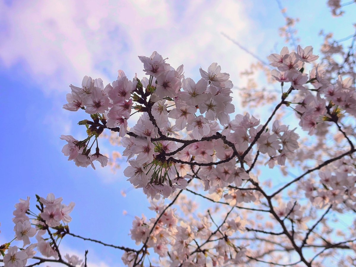 ꕤ୭·花璃菜·ꕤ୭ ⓗⓐⓡⓤⓝⓐ tweet media