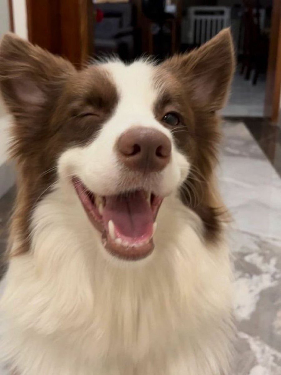 복돌이 tweet media