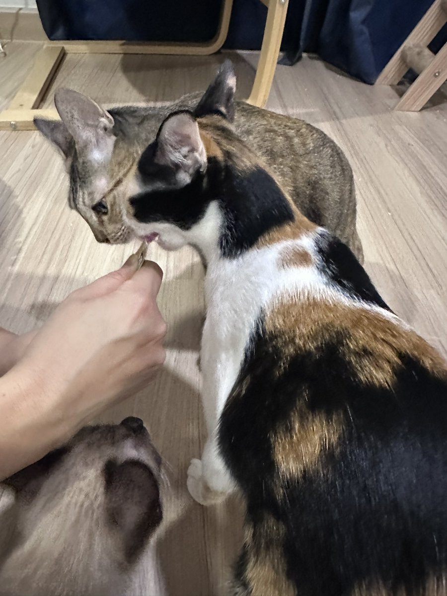 3จินเซิน tweet media