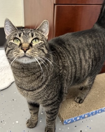 KC Current tweet media