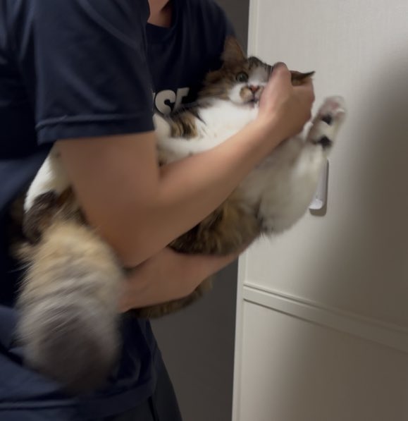 ほたてくん tweet media