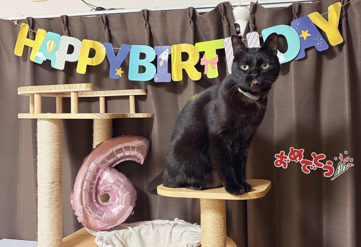 黒猫ジジさん tweet media