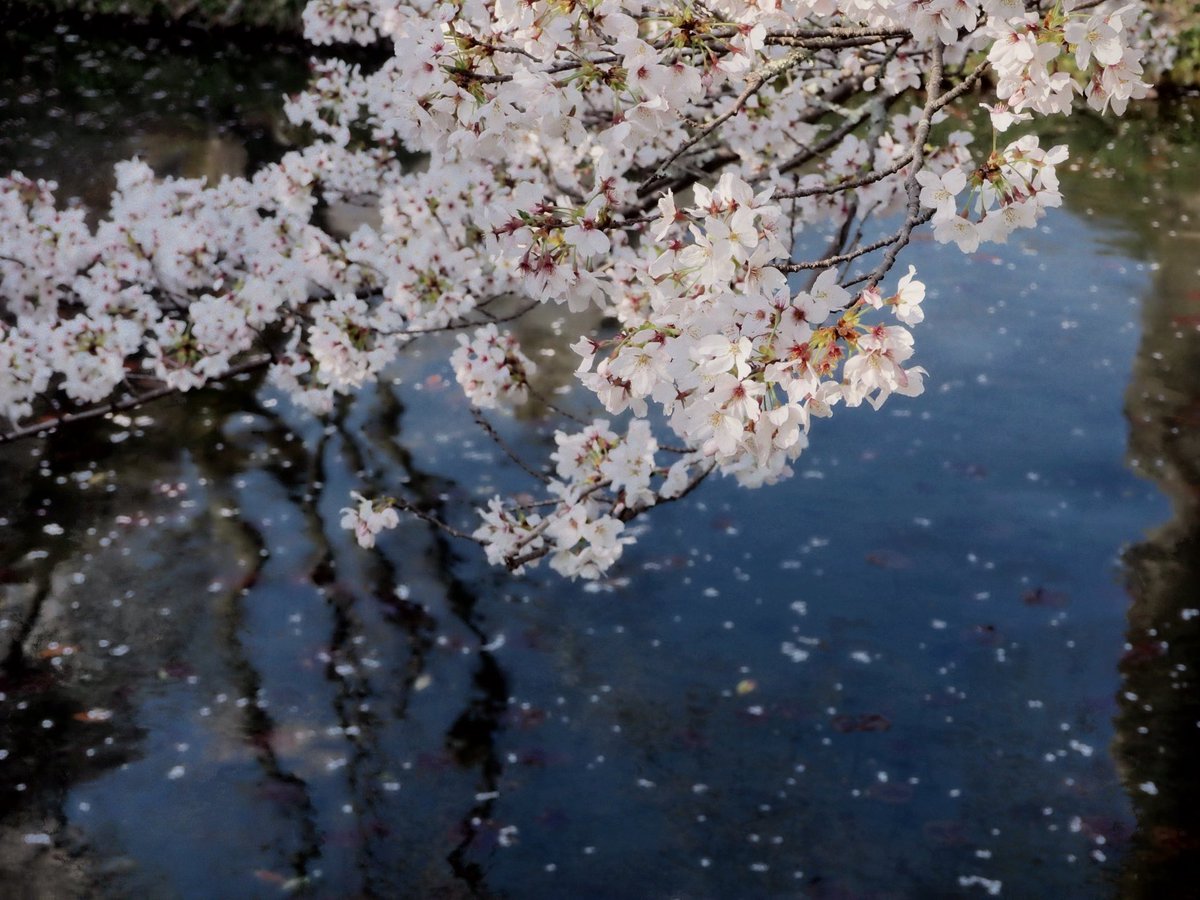 。ゃみ。 tweet media