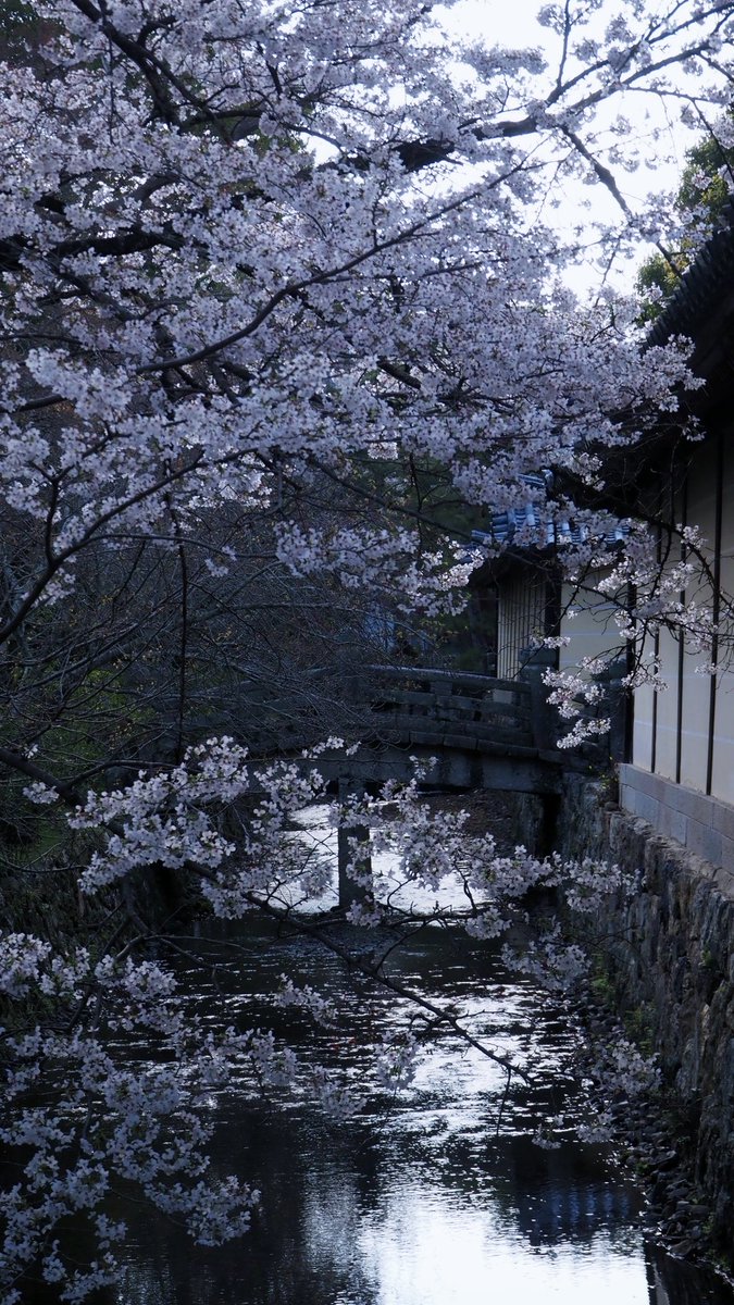 。ゃみ。 tweet media