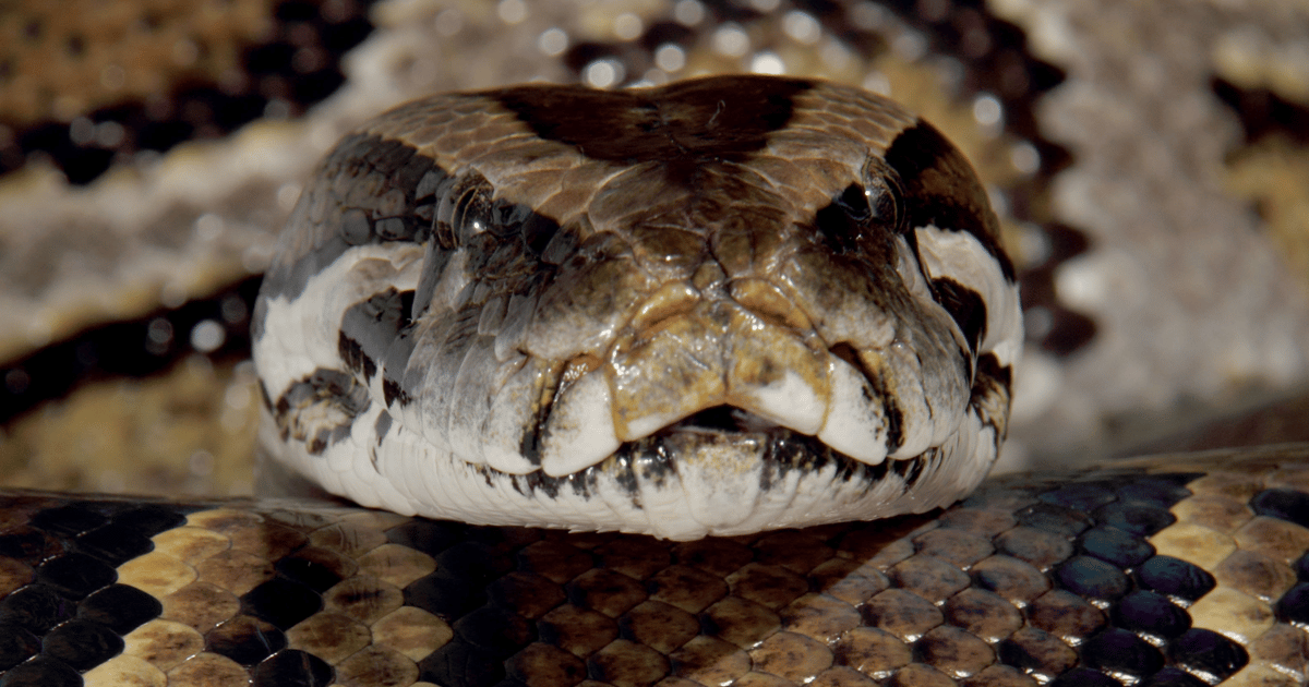 Guardian360 tweet media