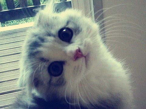 kyrah ₍^. .^₎Ⳋ tweet media