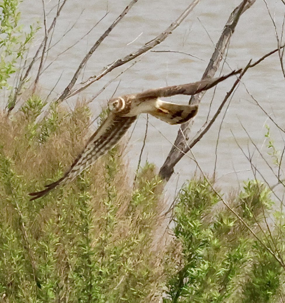 Dougethug's tweet photo. My Artemis II prelaunch warm-up yesterday! #raptors #NorthernHarrier https://t.co/odmZx2Egqd