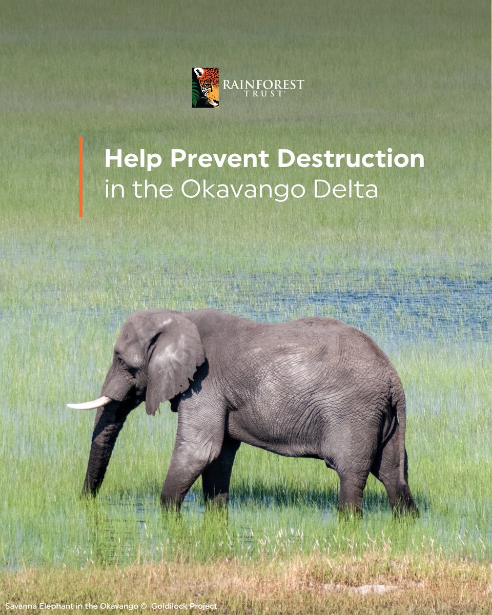Rainforest Trust tweet media