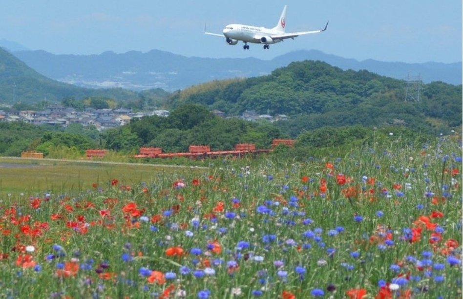 分かる人には分かる、いつ行っても花と飛行機が楽しめるこの空港✈️