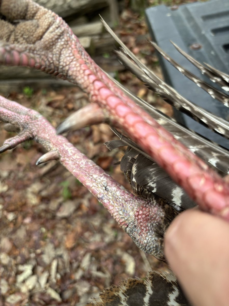 teamwingbone's tweet photo. We didn’t see him good this morning but we saw him good enough… #wingbone #gobbler #mississippi #thesip https://t.co/hNCEyd7bcK