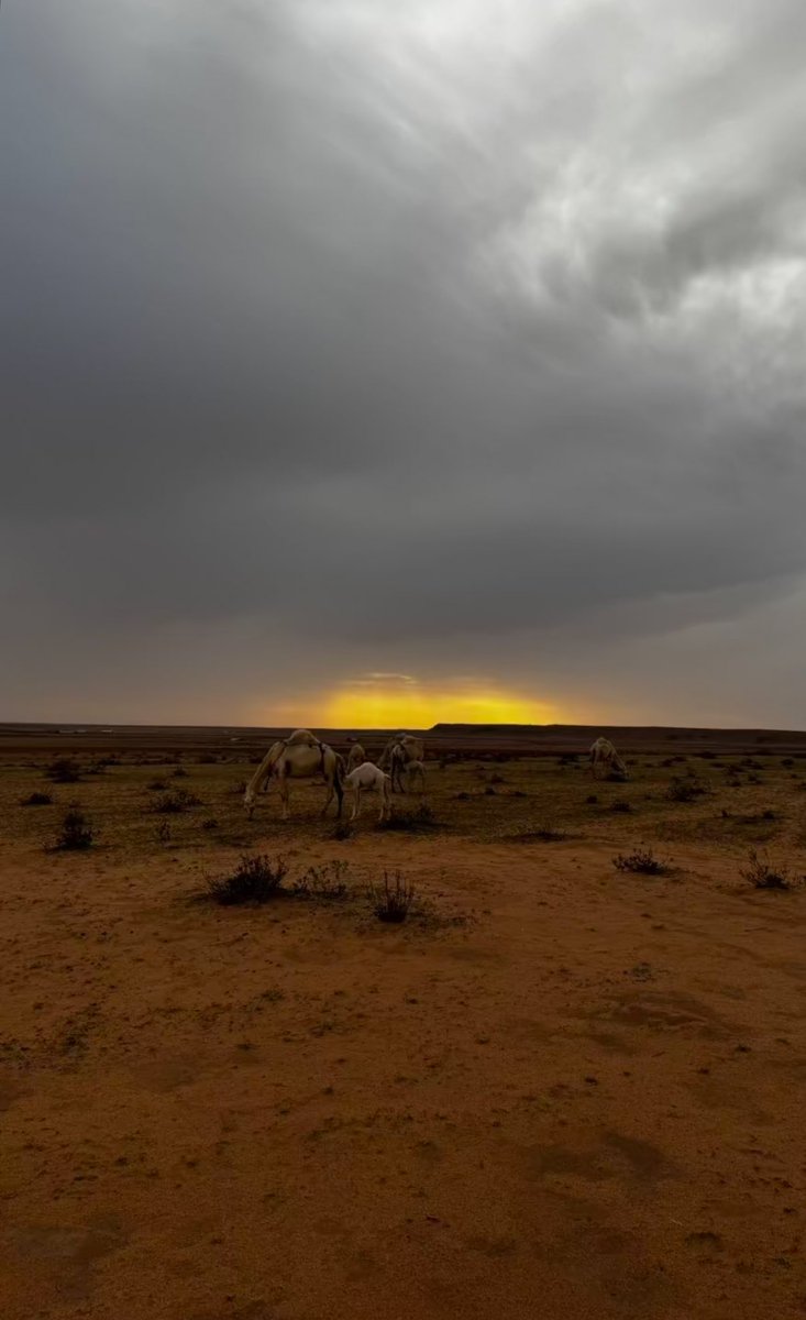 عبدالمجيد tweet media