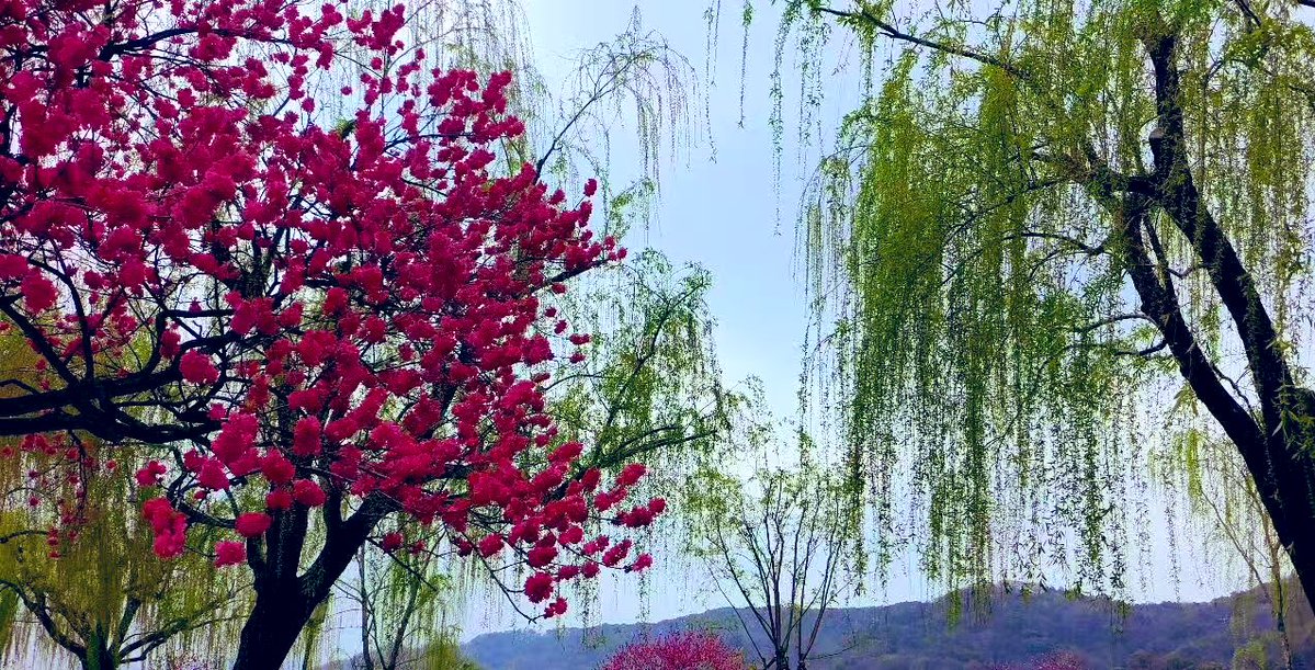 福建福州夫妻 tweet media