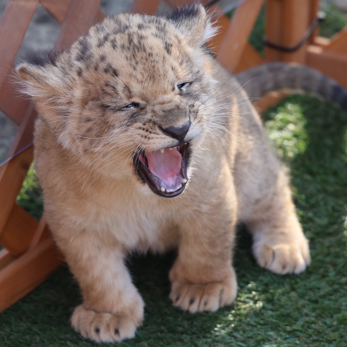 젓가락친구 tweet media