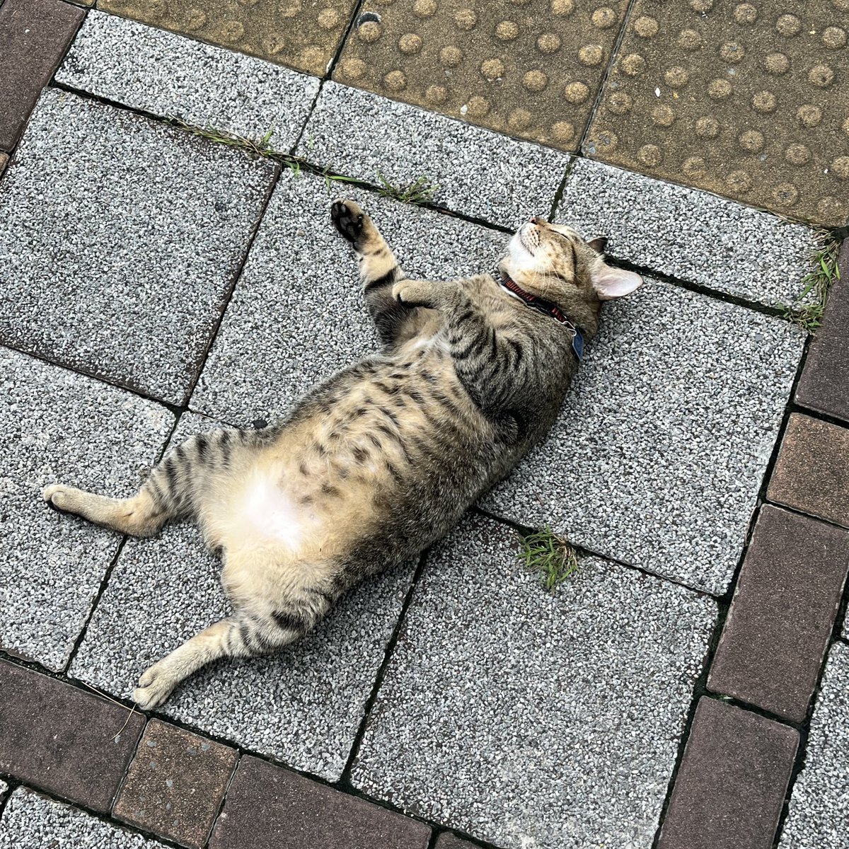 tothemoonandbaek tweet media