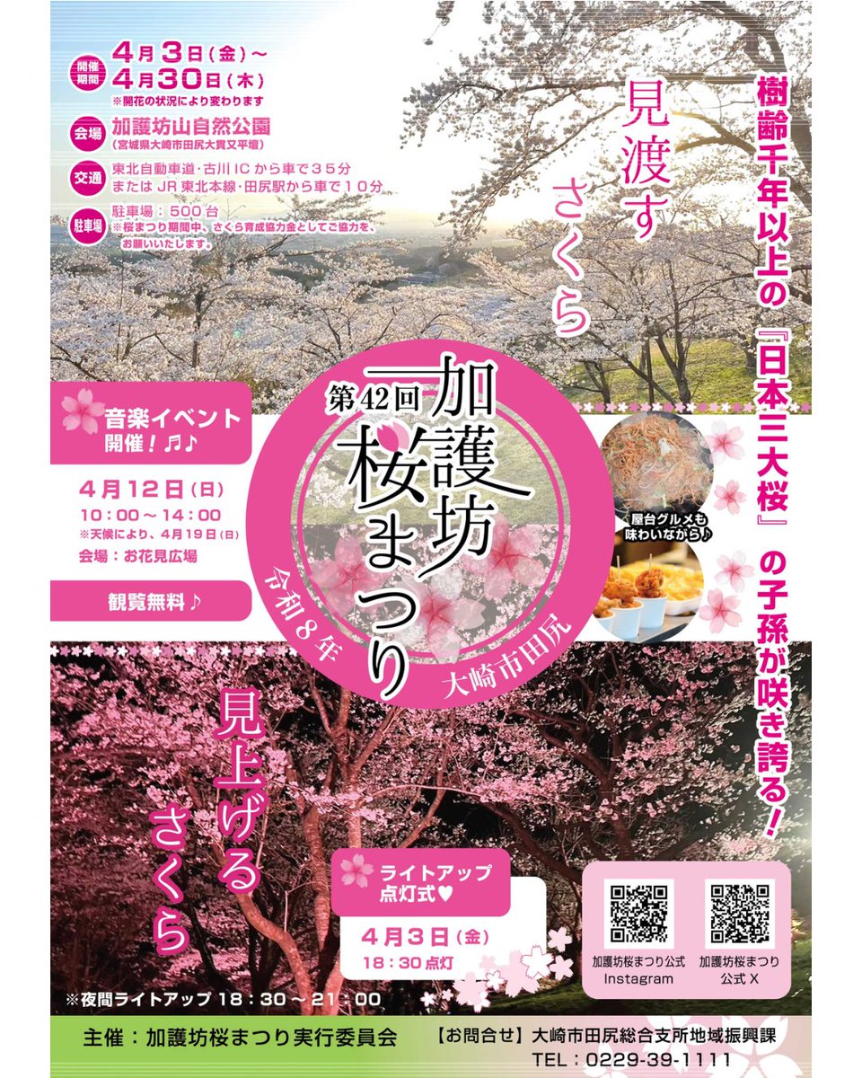 kagobosakura's tweet photo. 本日4月3日（金）はミヤテレをチェック！
ミヤギテレビ「OH！バンデス」内「おらが町！はーい出番デス」のコーナーにて、実行委員会のメンバーが「第42回 加護坊桜まつり」をご紹介いたします！
放送日時は本日16時〜18時頃（詳しい放送時間は未定）！
視聴者プレゼントもあり🎁✨
#加護坊桜まつり https://t.co/0bQaktX3JY