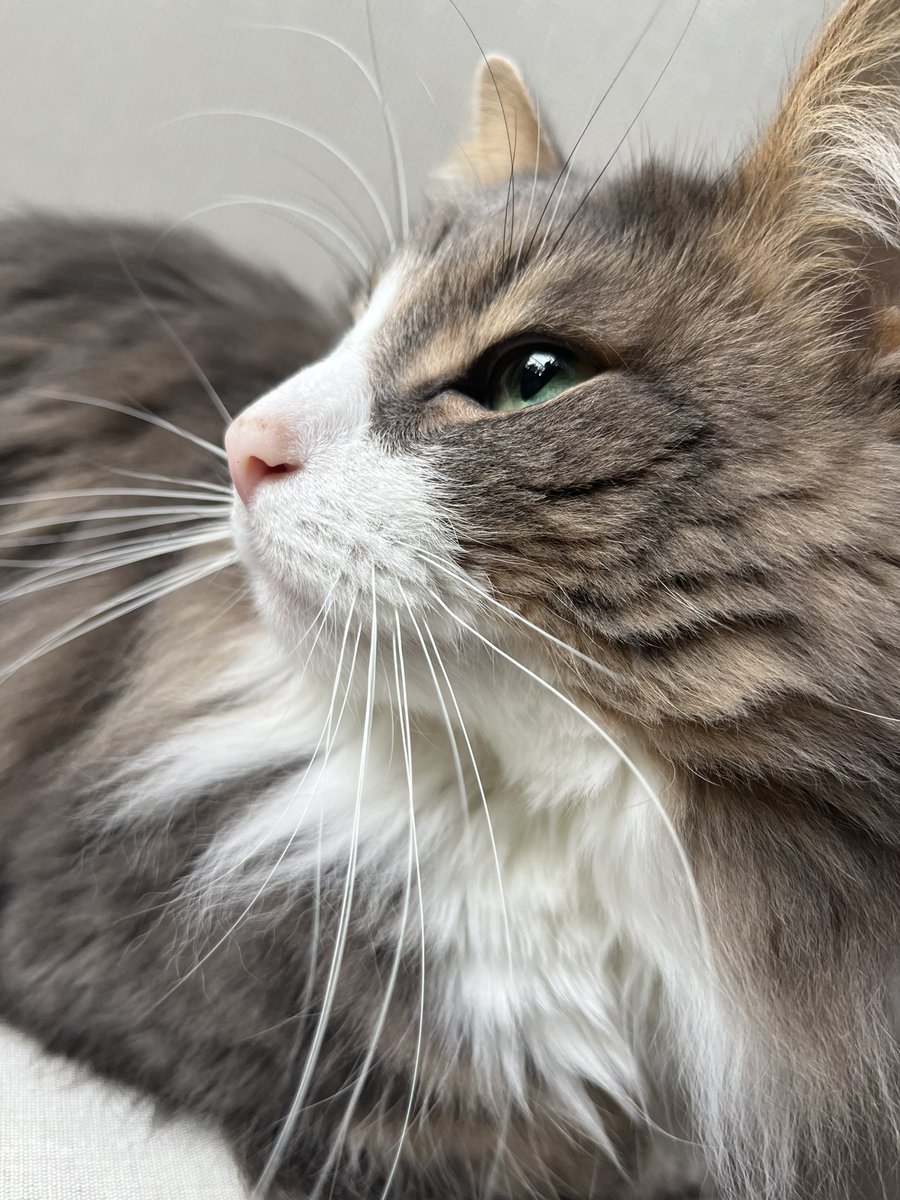 いつか tweet media